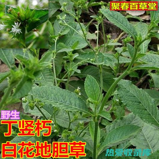 白花地胆头功效与作用 (白花地胆头功效)