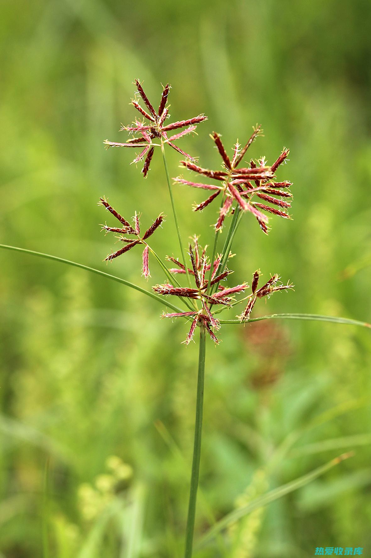 草药黑附子