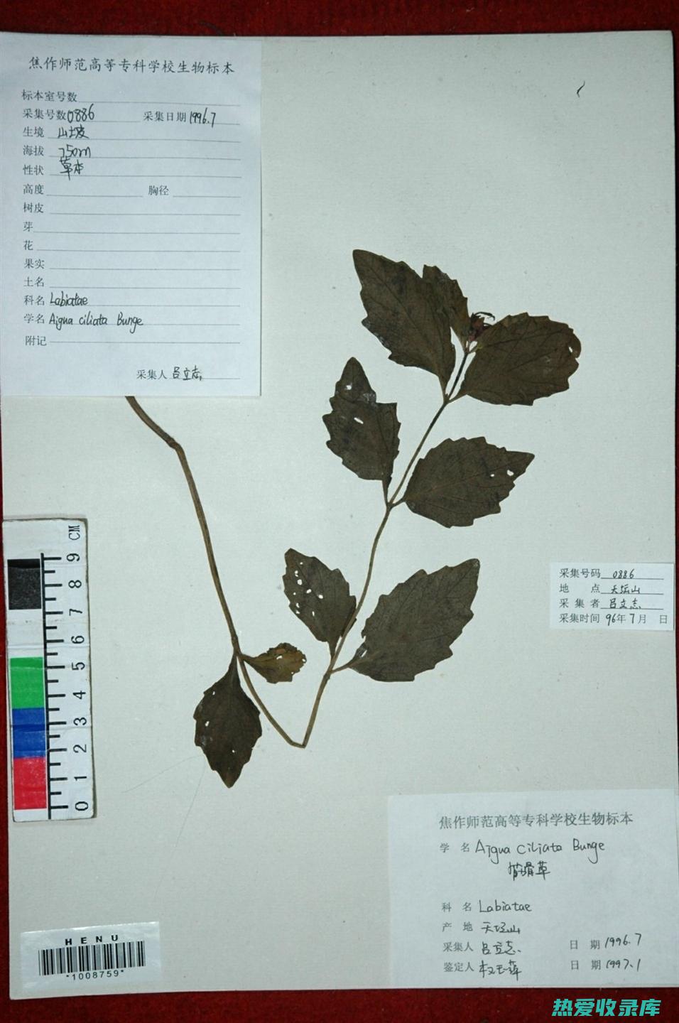 筋骨草功效与作用