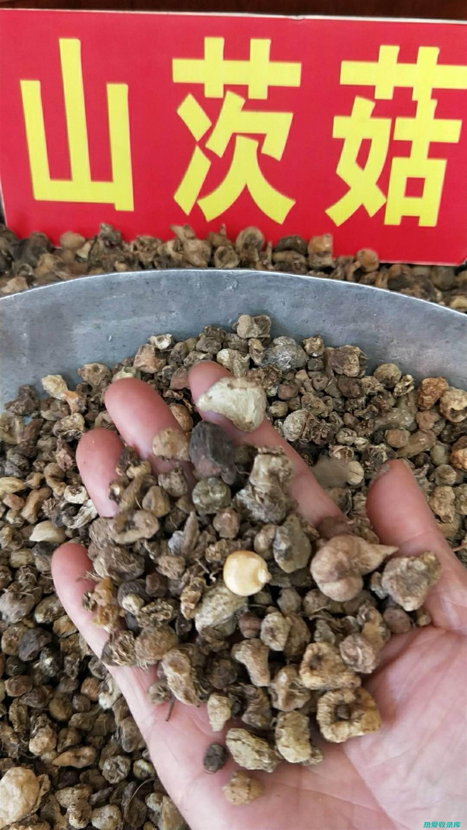 山慈菇的药用功效 (山慈菇的药用价值)