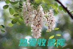 玫槐花之功效 (槐玫花功效与作用)