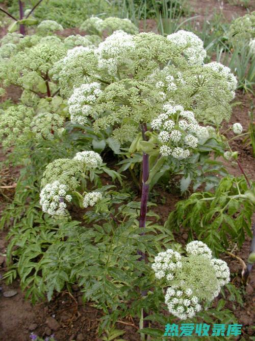 防风白芷的功效 (白芷加防风)