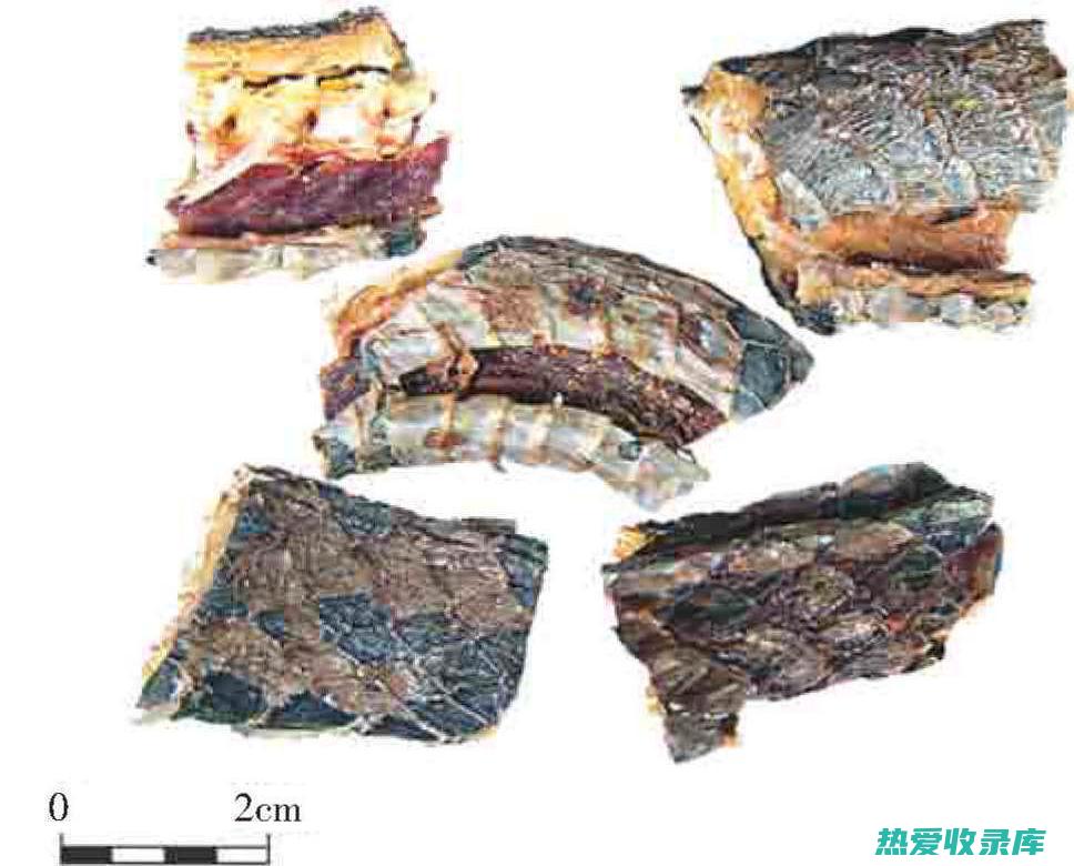 乌稍蛇功效与作用