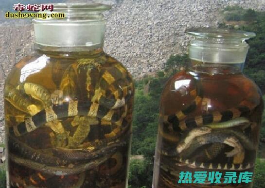 乌梢蛇皮泡酒的功效