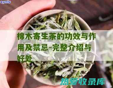 桃树寄生功效与作用 (桃树寄生功效作用)