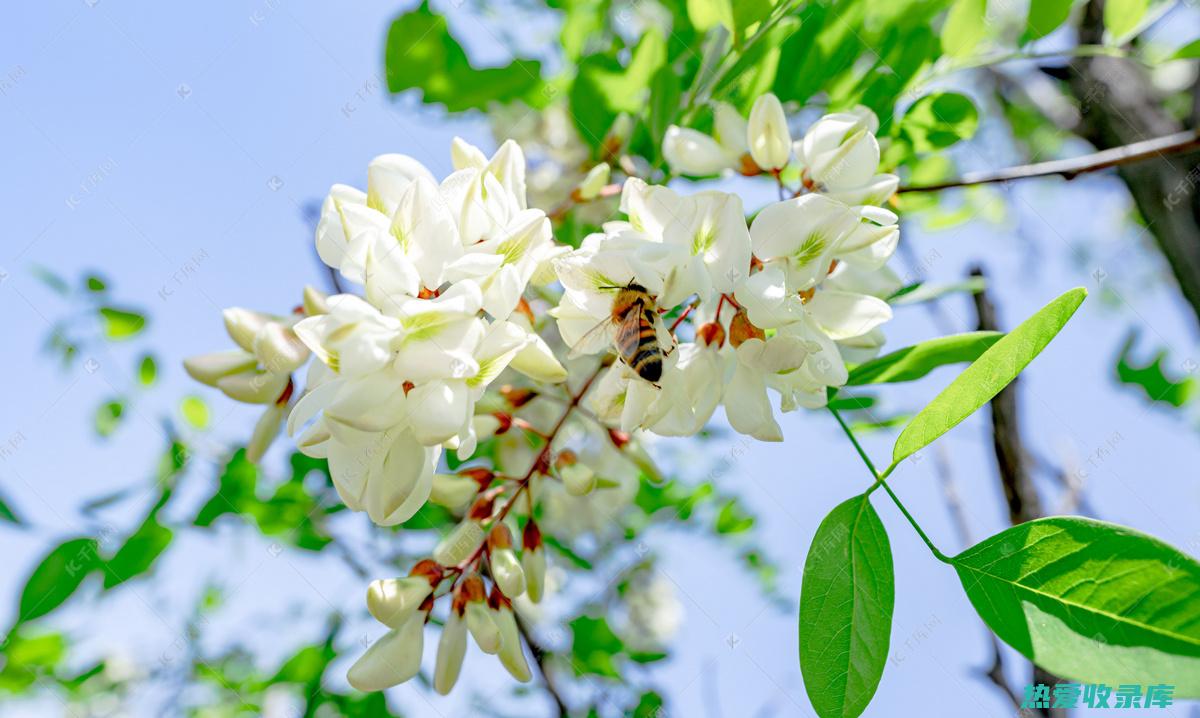 玫槐花之功效 (槐花的功效和主治)