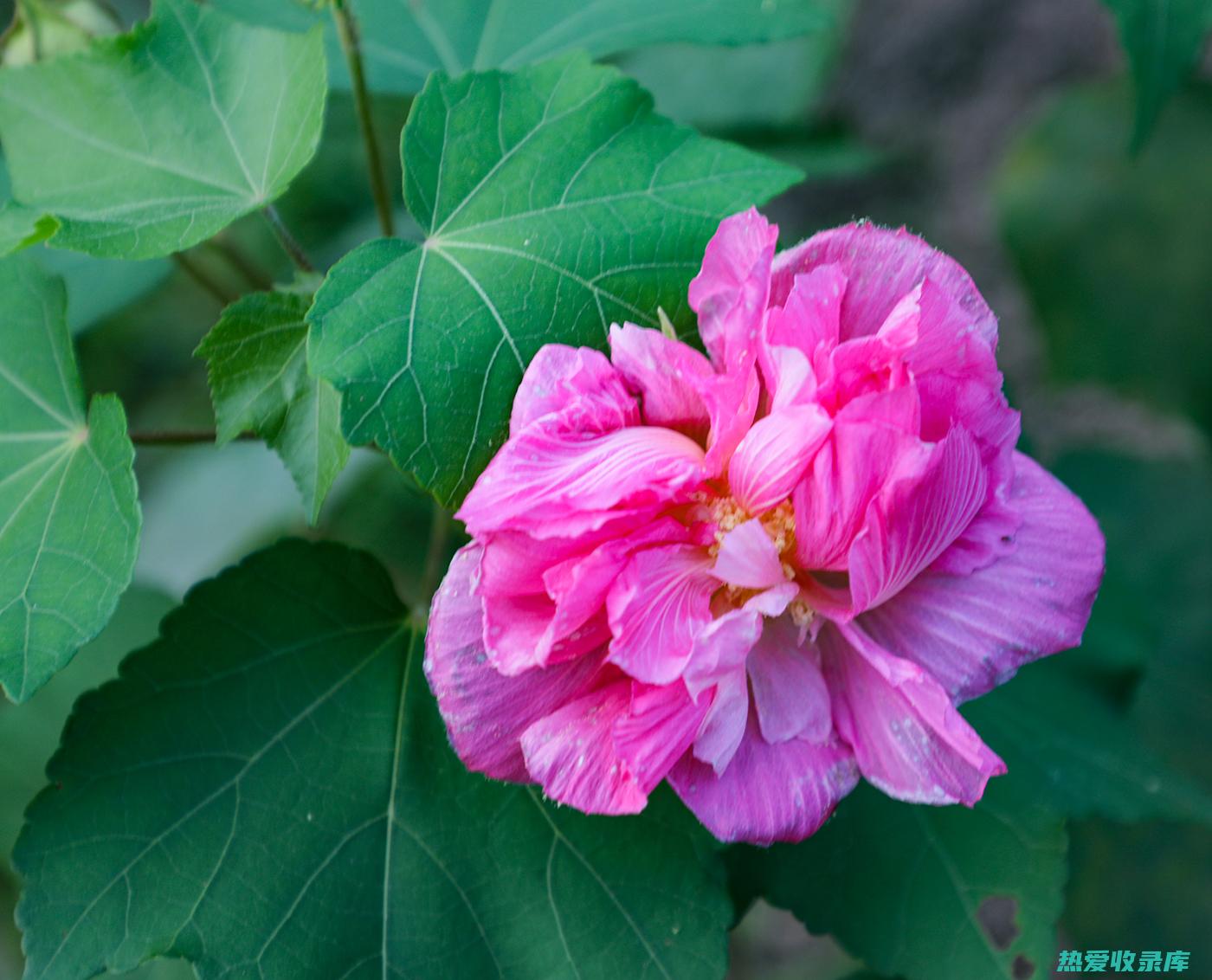 木芙蓉花的功效与作用及禁忌