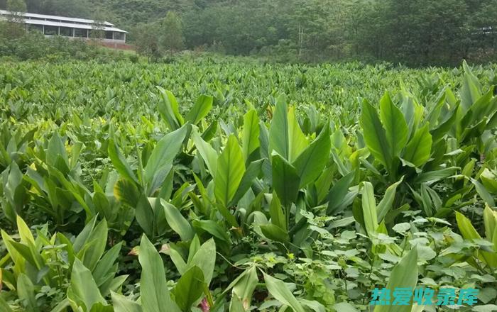 中药郁金的功效与作用及食用方法 (中药郁金的功效与作用)