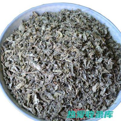 茅莓的功效 (茅莓的功效与作用常规用法)