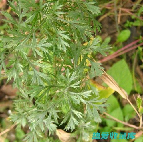 茵陈五芩散的功效 (茵陈五芩散的配方)