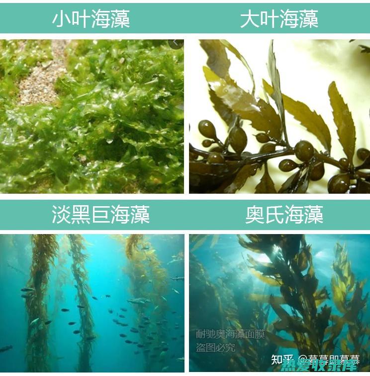 海藻药用功效与作用 (海藻药用功效和作用)