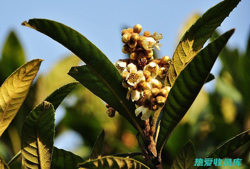 枇杷花的功效与及食用方法