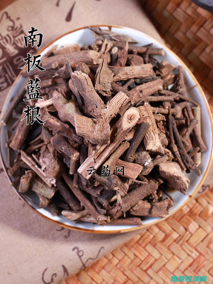 大蓝根的作用与功效 (大蓝根的作用是什么)