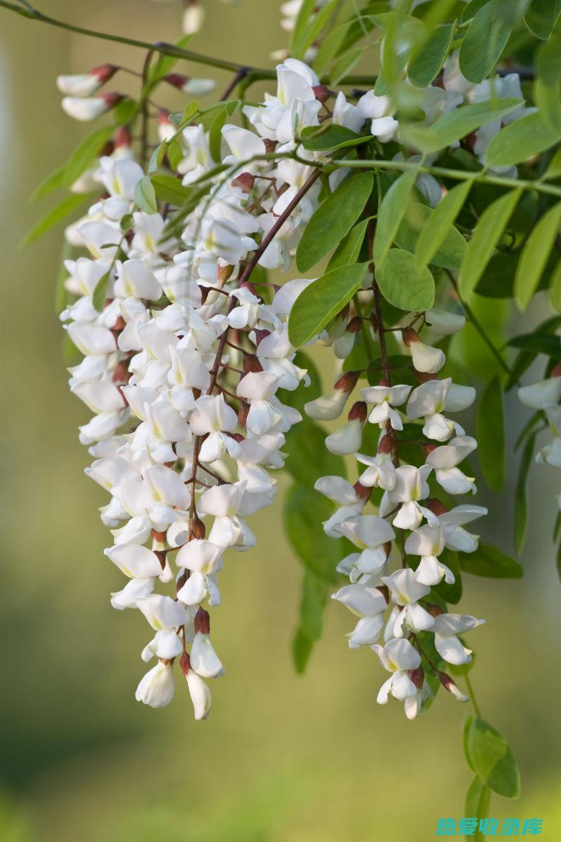 玫槐花之功效 (玫槐花的功效)