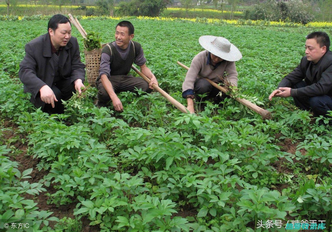 白芷功效与归经 (白芷功效与归经作用)