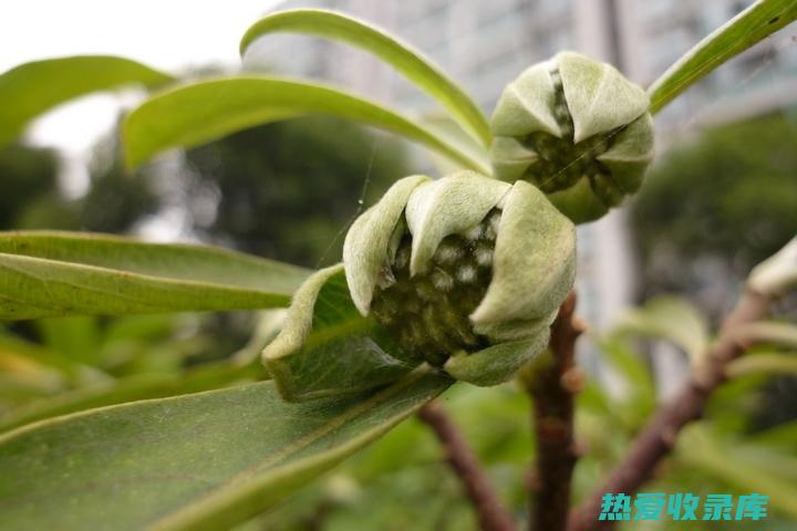 结香花的功效 (结香花的功效与作用)