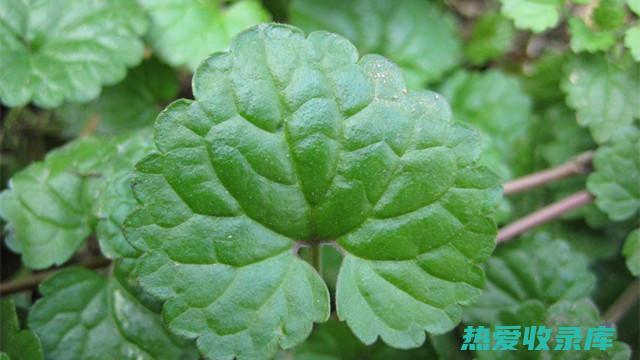 连钱草的功效与作用及禁忌 (连钱草的功效与作用点的功效与作用)