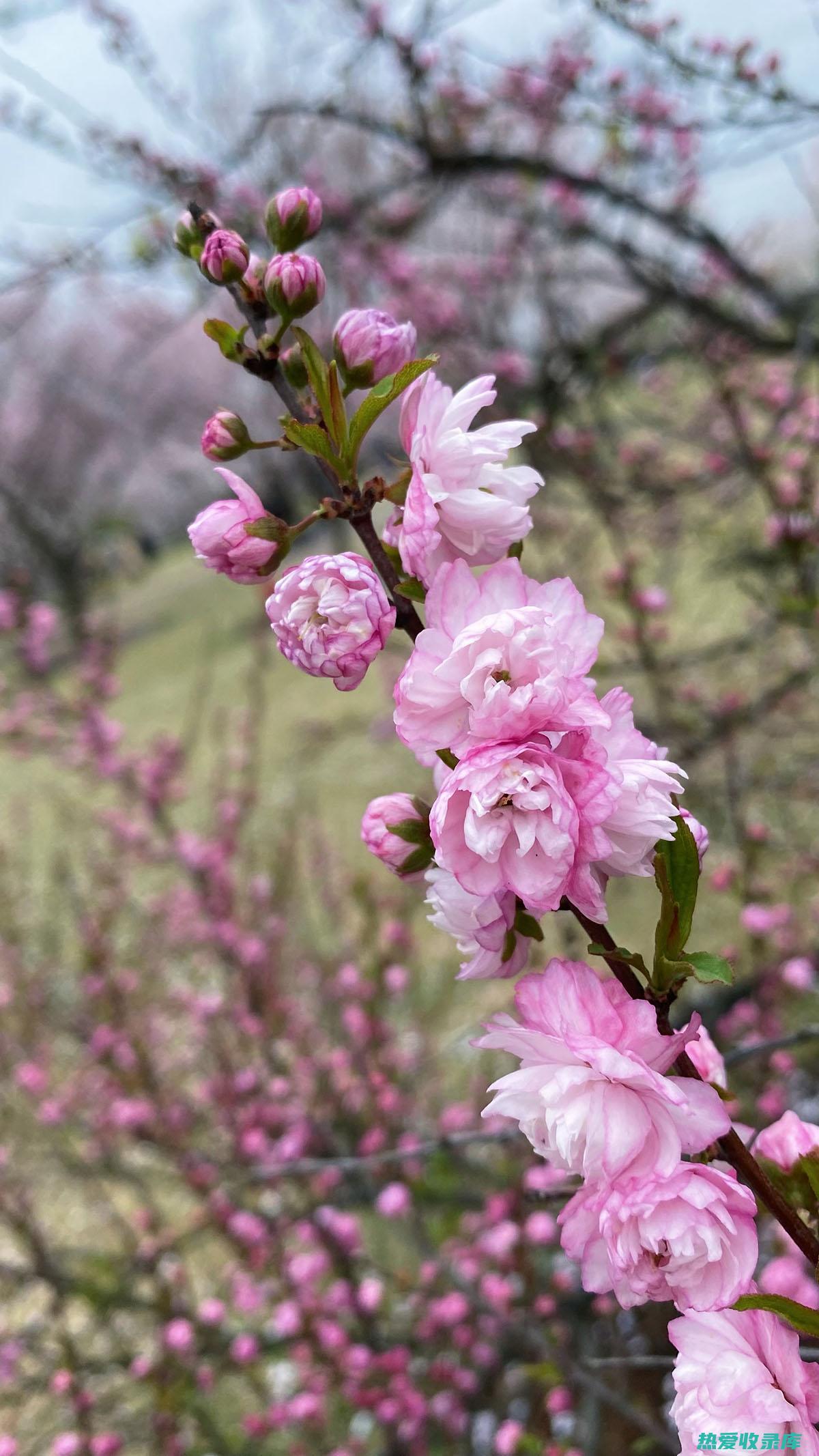 明目花的功效 (明目花的功效是什么)