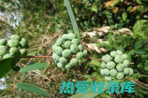 野生土茯苓功效 (野生土茯苓功能)