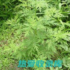 苦蒿的功效 (苦蒿的功效与作用)