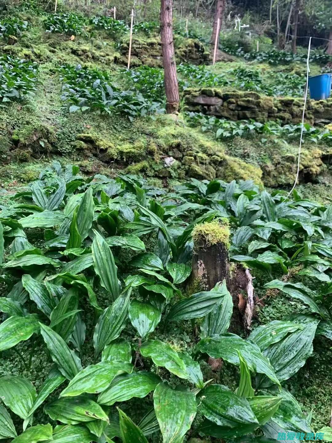 中草药毛慈菇的别名