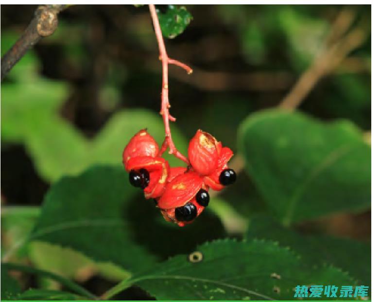 野鸦椿的功效