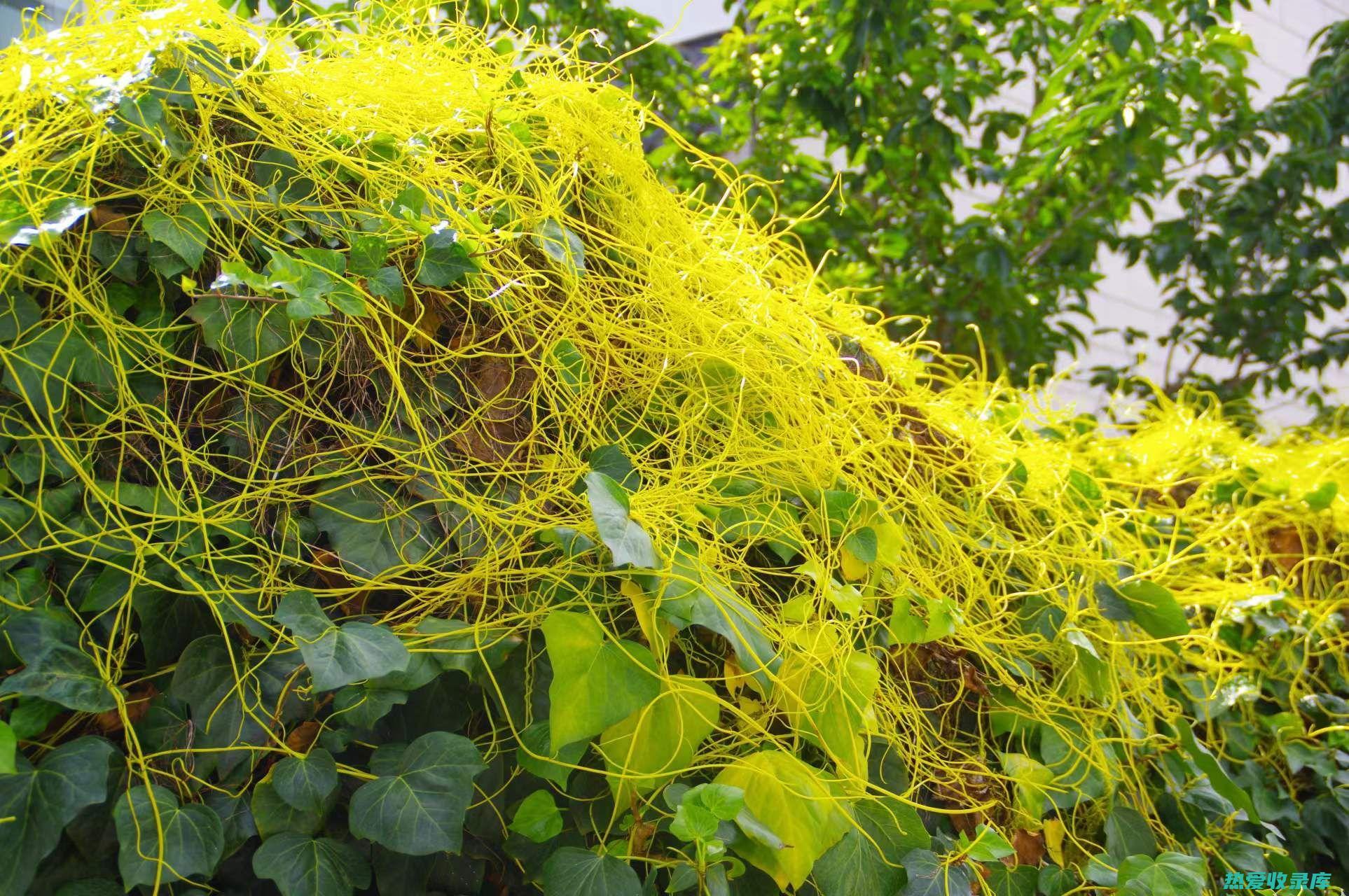 菟丝子功效 (菟丝子功效与作用的功能)