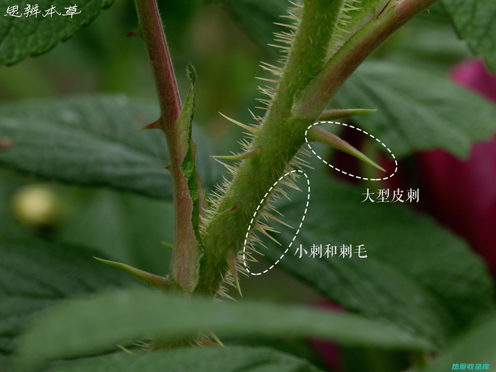 菊花叶的药用功效