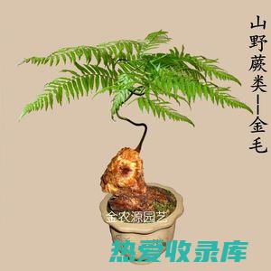 金毛狗脊的功效与作用