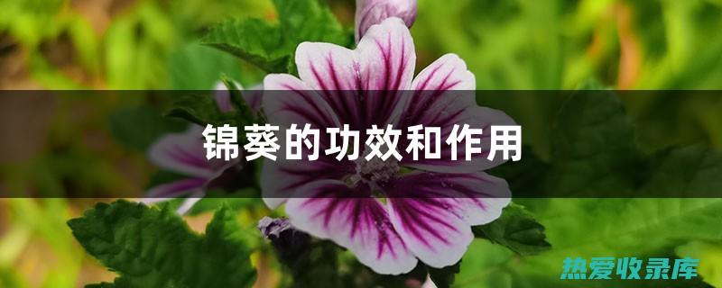 锦葵功效用于护肤