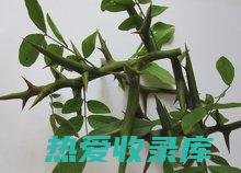 皂角刺丁功效与作用 (皂角刺的功效与作用刺)