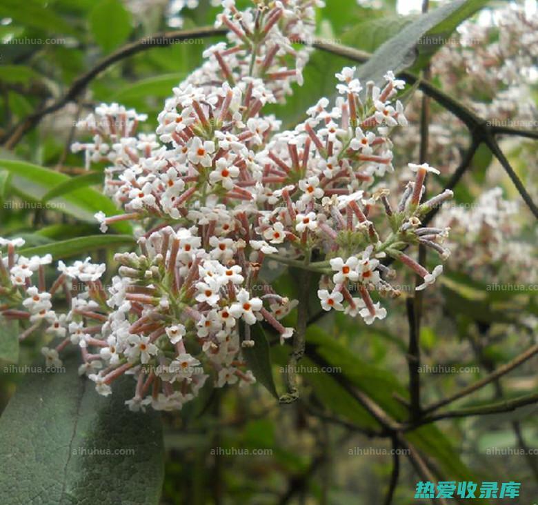 密蒙花的功效 (密蒙花的功效和作用)