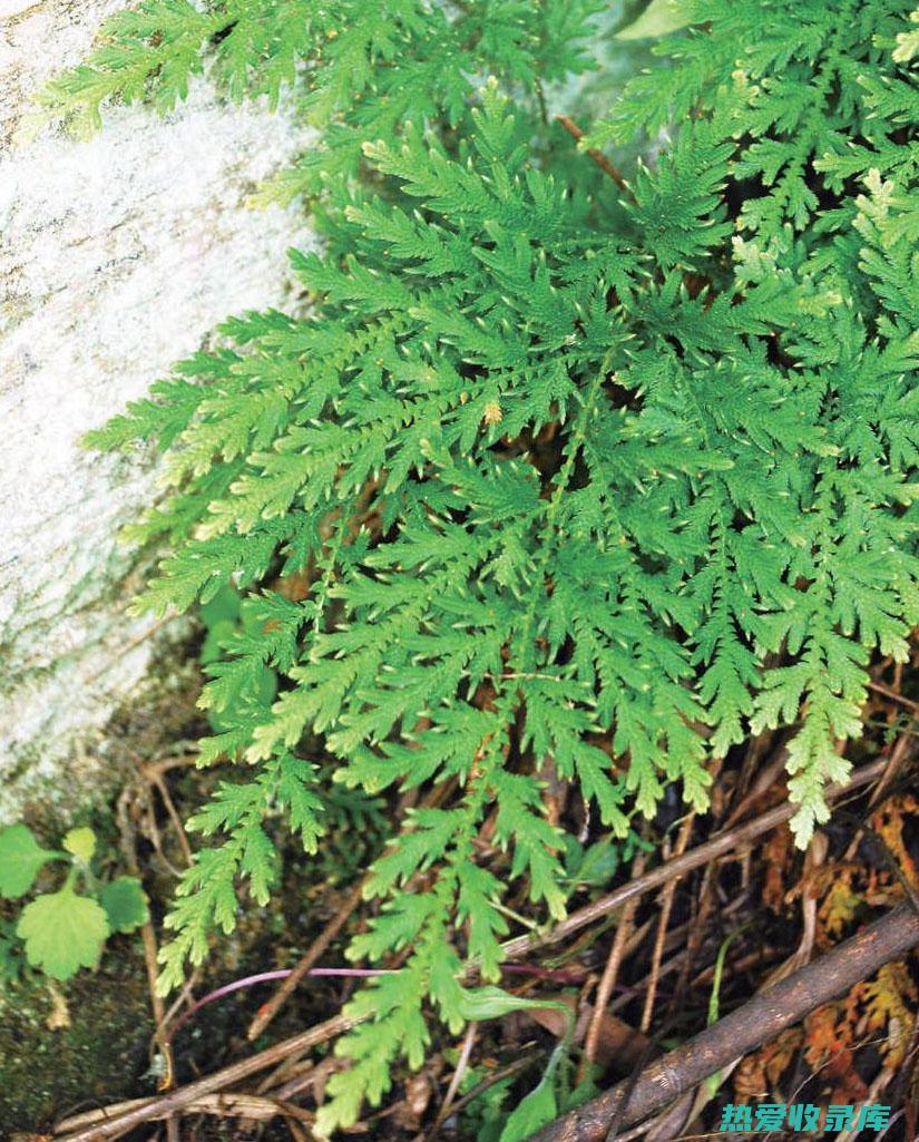 卷柏泡茶功效与作用 (卷柏泡茶功效和作用)