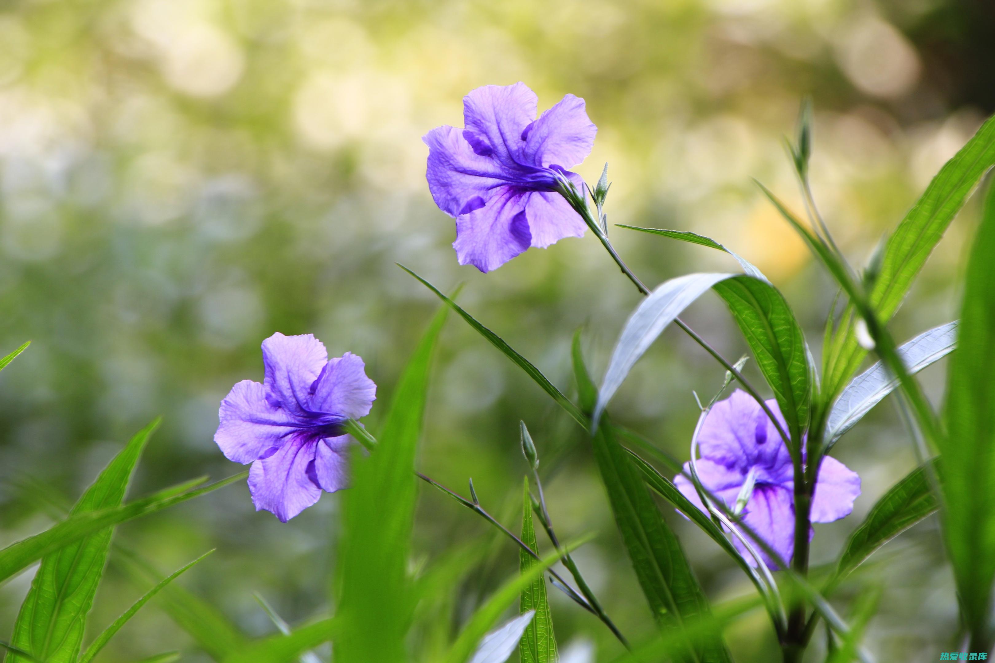 蓝花草功效