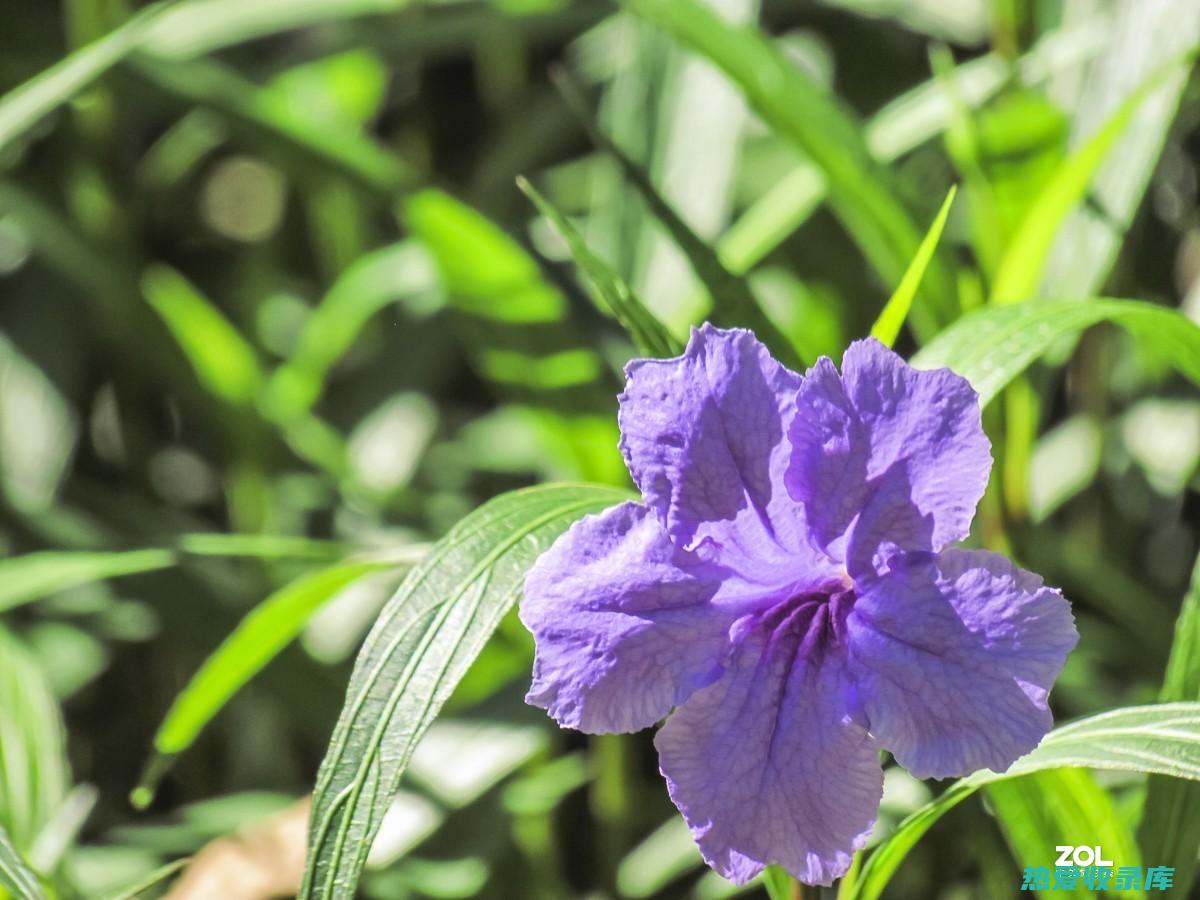 蓝花草功效