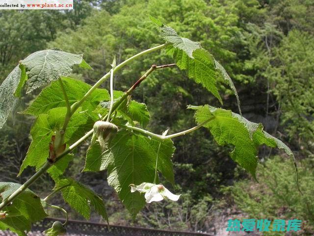 盾叶莓功效 (盾形叶植物)