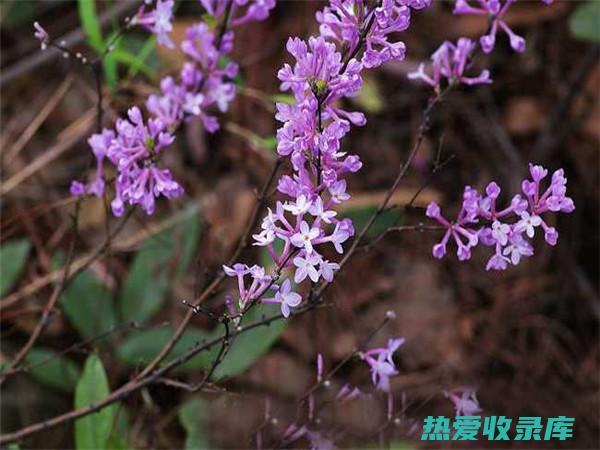 芫花的功效与作用 (芫花的功效与主治与作用)