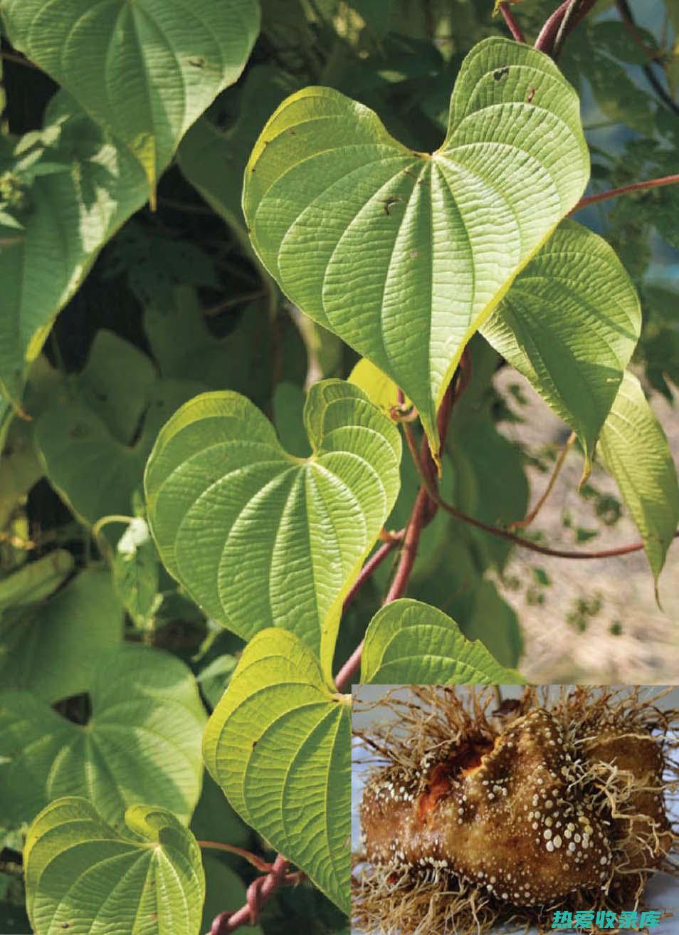 中药黄药子的别名