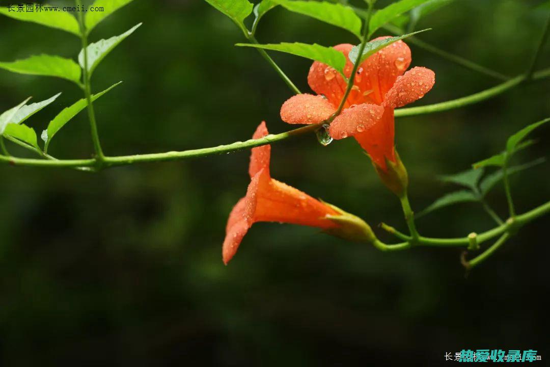 凌霄花根的功效和