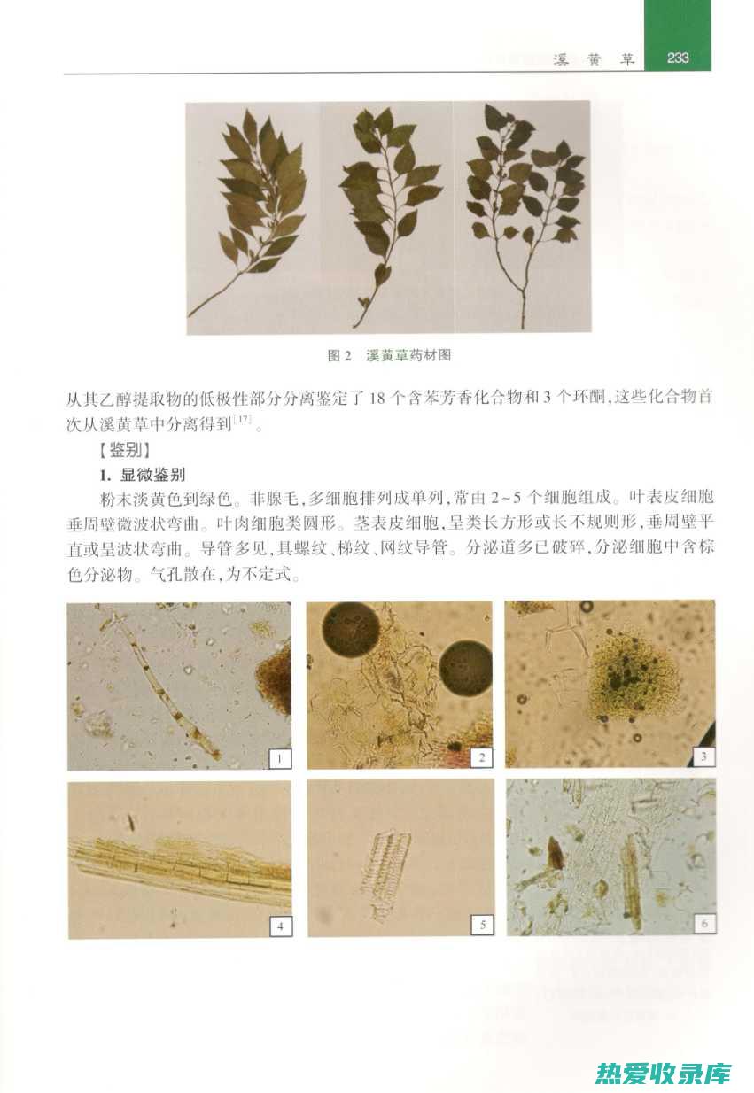 中药溪黄草功效主治及