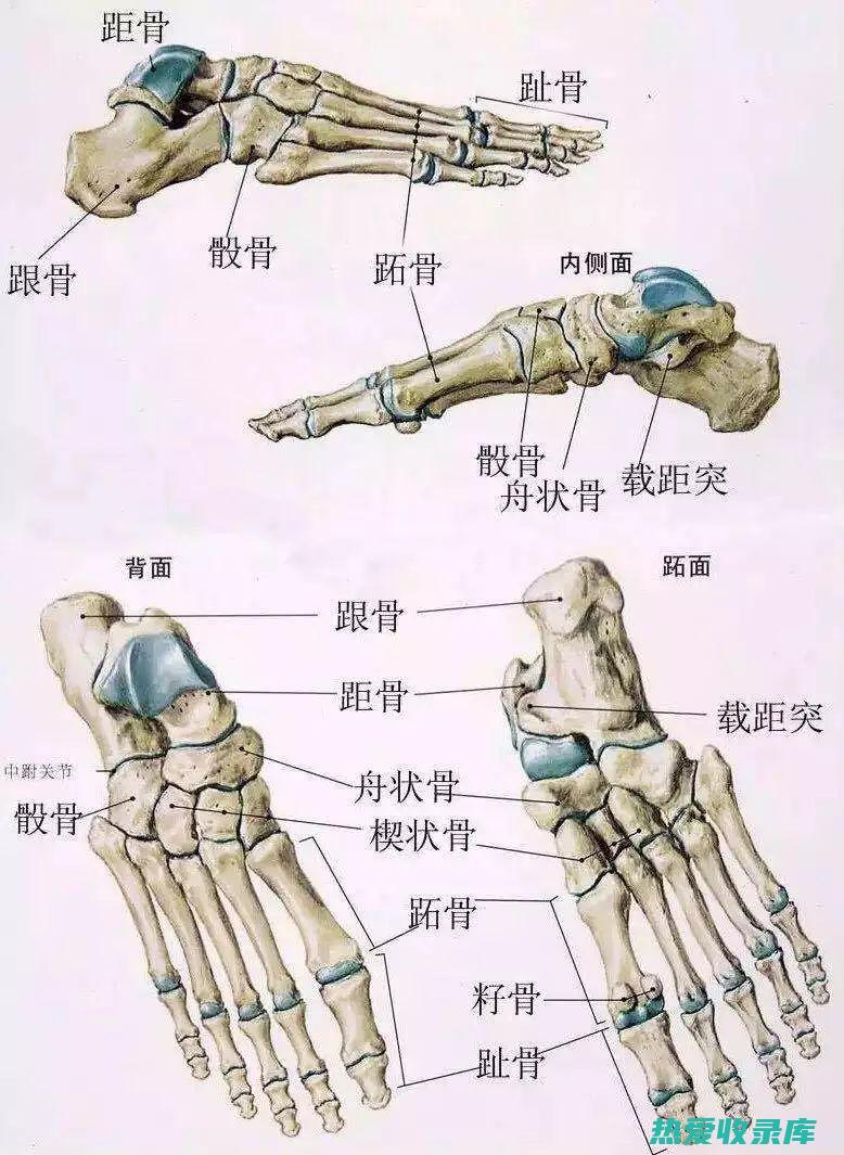 茯芩的作用与功效 (茯芩的作用与功效禁忌)