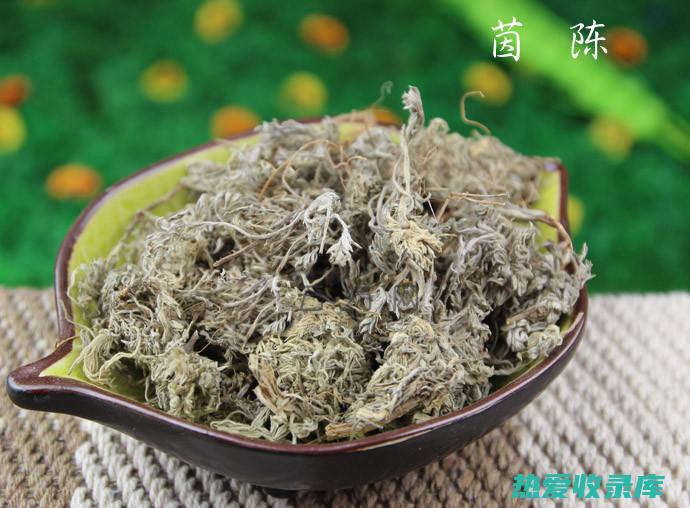 中药茵陈药用功效