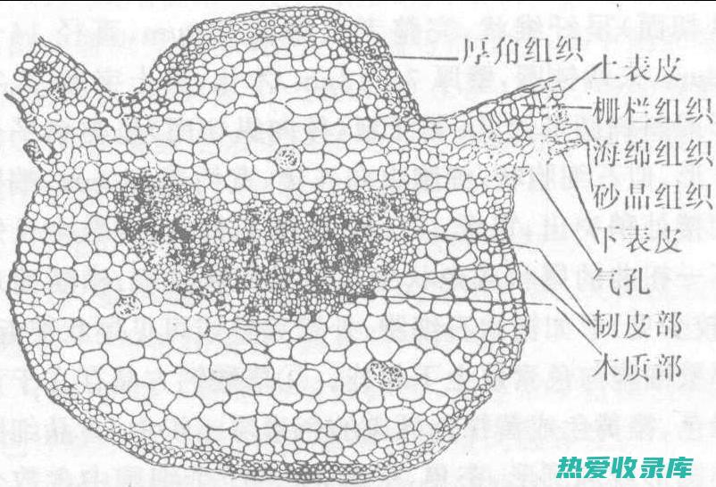 中药颠茄的与作用