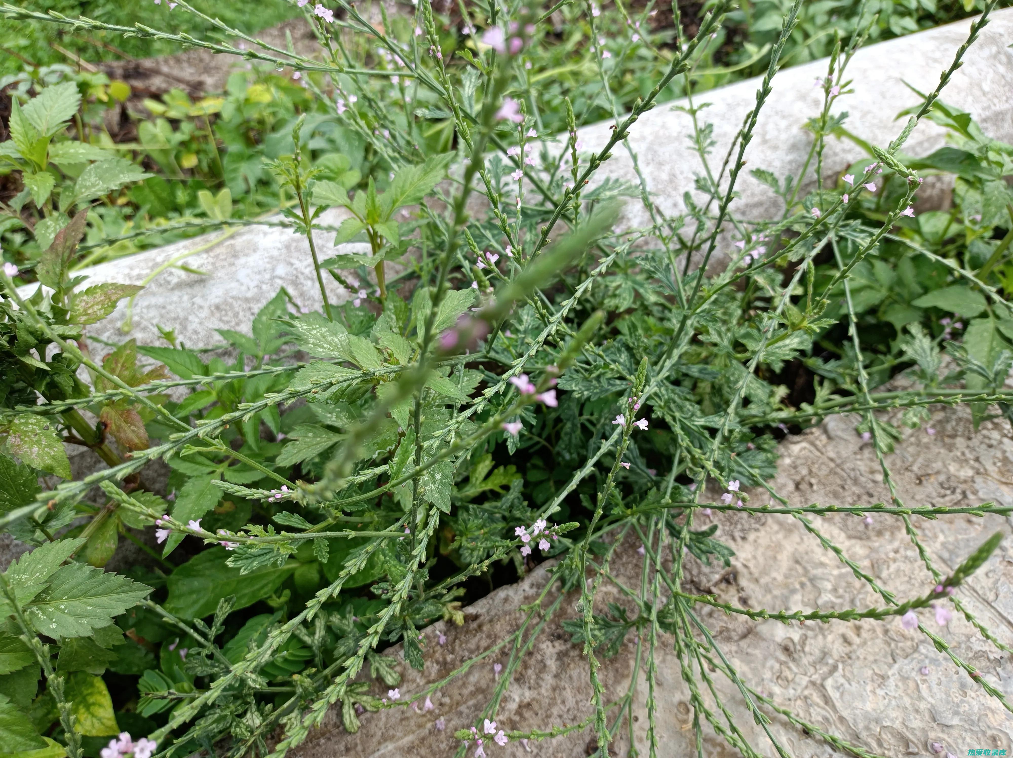 马鞭草的作用与功效与作用 (马鞭草的作用与功效)