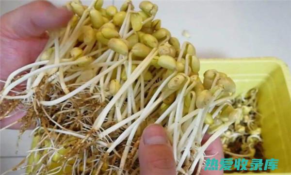 三豆根的功效与作用及禁忌