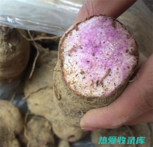 薯与作用及食用方法