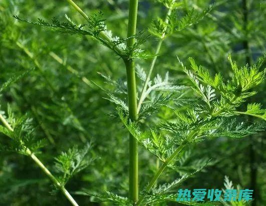 鸡腚草功效 (鸡腚草泡水喝有什么功效)