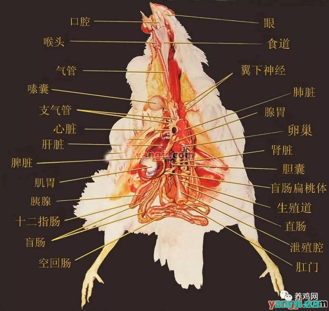 鸡腚草泡水喝有什么功效