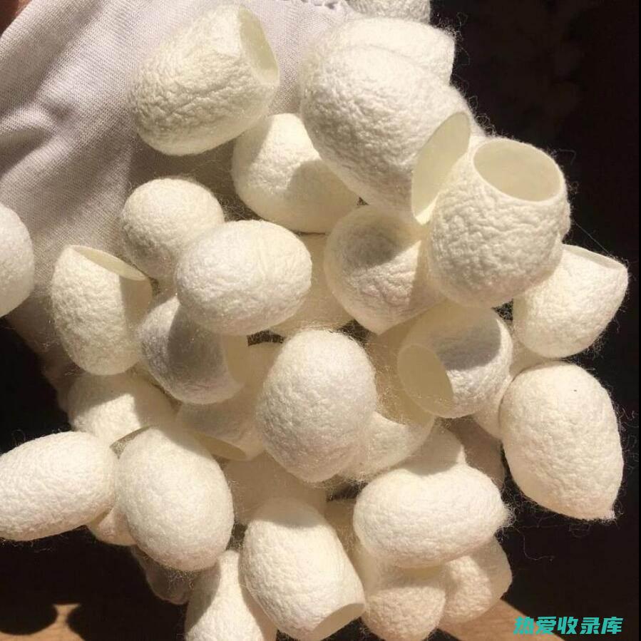 地下明珠草功效 (地下明珠全草用中草药)