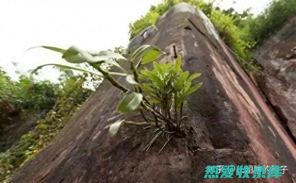 不死草功效和作用